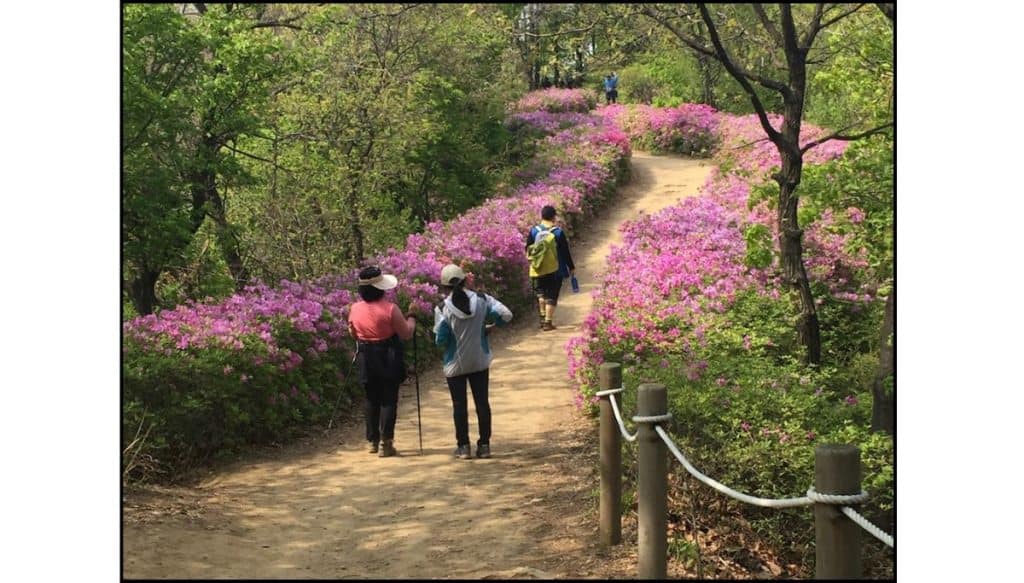 Ajummas hiking along Cheonggyesan trail in Korea, famous for pink azaleas in spring and colorful autumn foliage in the fall. 