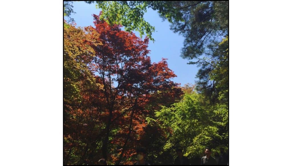 Autumn foliage in Korea with vibrant red and green maple leaves against a clear blue sky at a forest hiking trail.