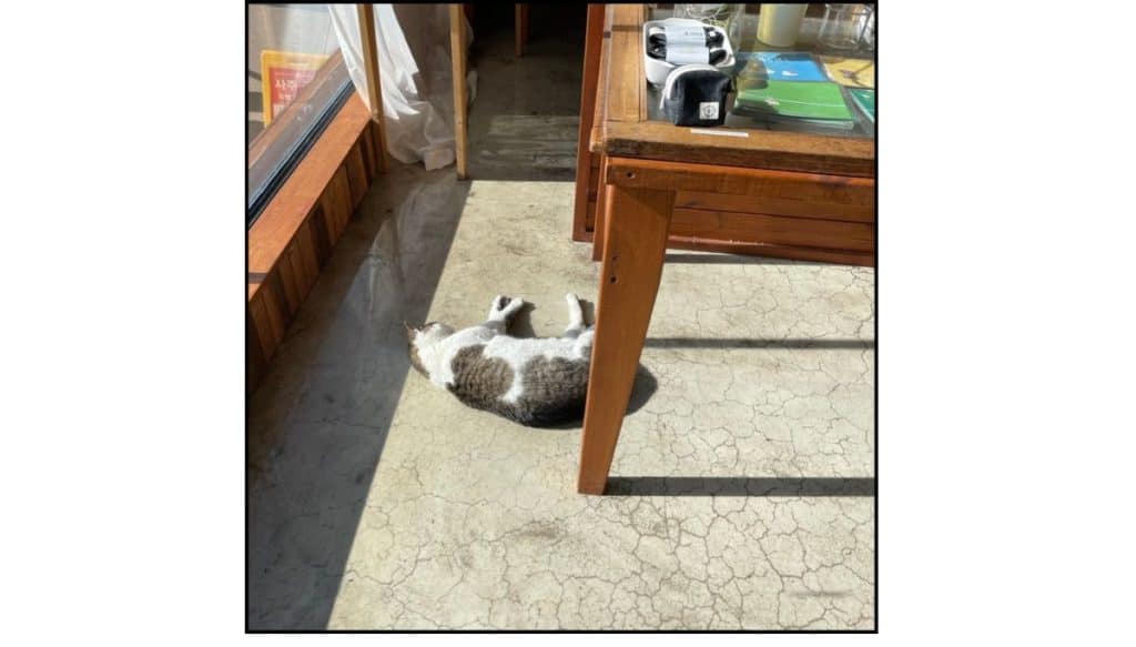 Gray and white cat lying in sunlight inside a Huinnyeoul Culture Village shop.