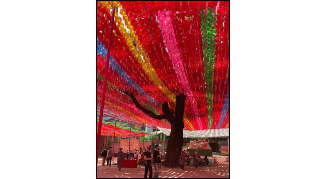Colorful canopy of red, pink, yellow, blue, and green lotus lanterns stretches overhead at Jogyesa Temple during the day, with visitors walking beneath the display and a large tree rising through the lantern canopy.