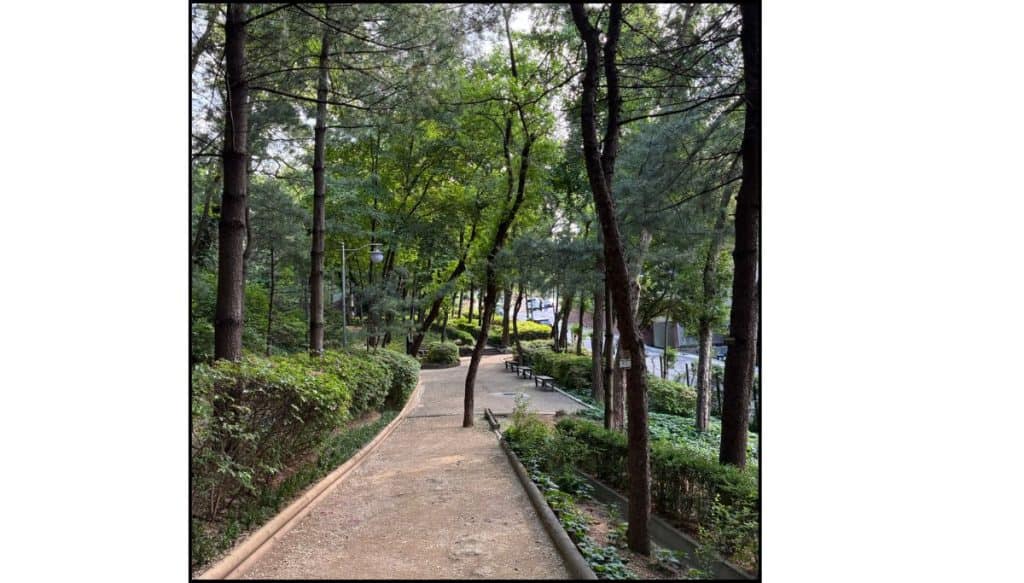 Tree-lined walking path through Hakdong Park in Gangnam, Seoul where BTS used to hang out