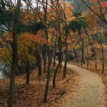 Wooded walking trail beside a pond surrounded by orange and red fall foliage in South Korea