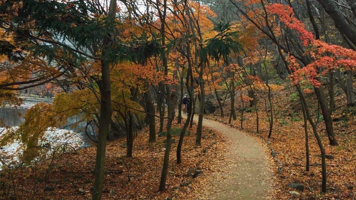 Wooded walking trail beside a pond surrounded by orange and red fall foliage in South Korea