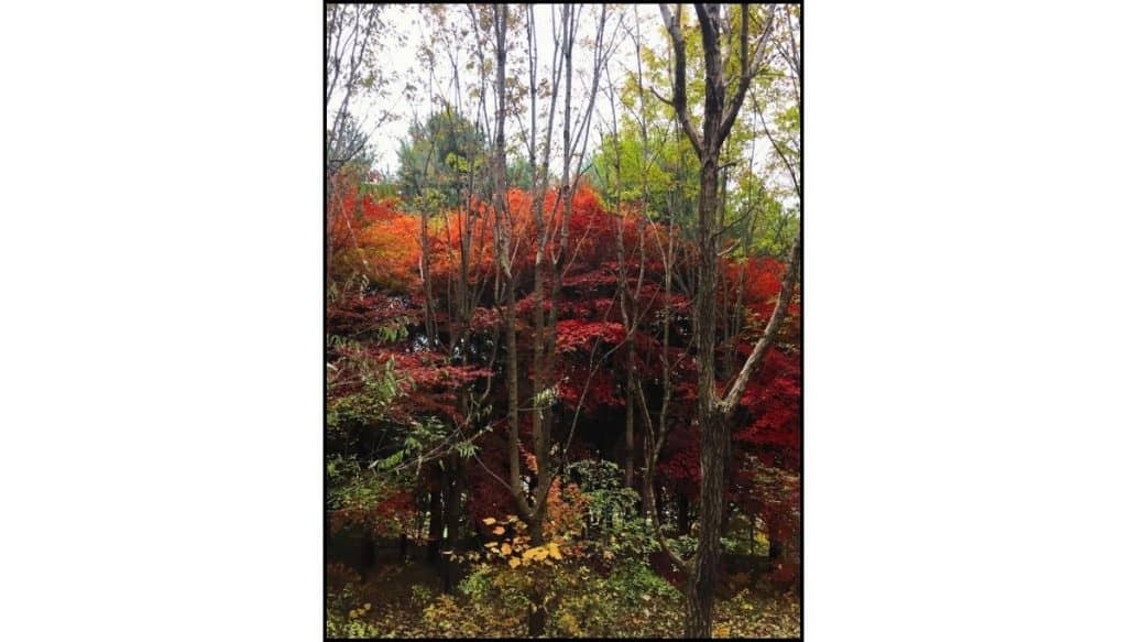 Colorful fall foliage, red, orange and green, in South Korea
